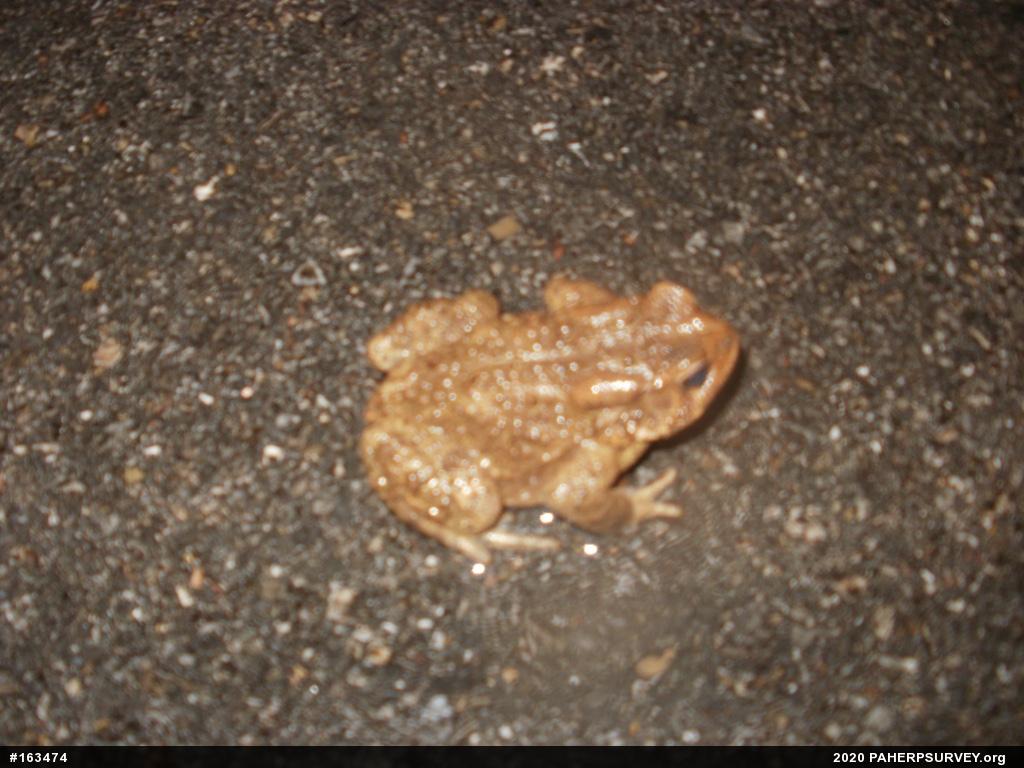 Eastern American Toad