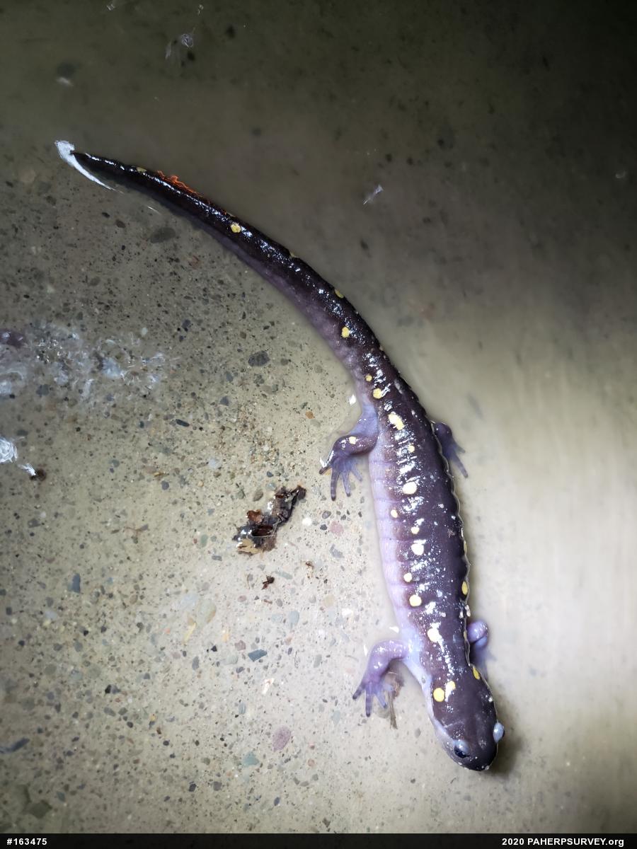 Spotted Salamander