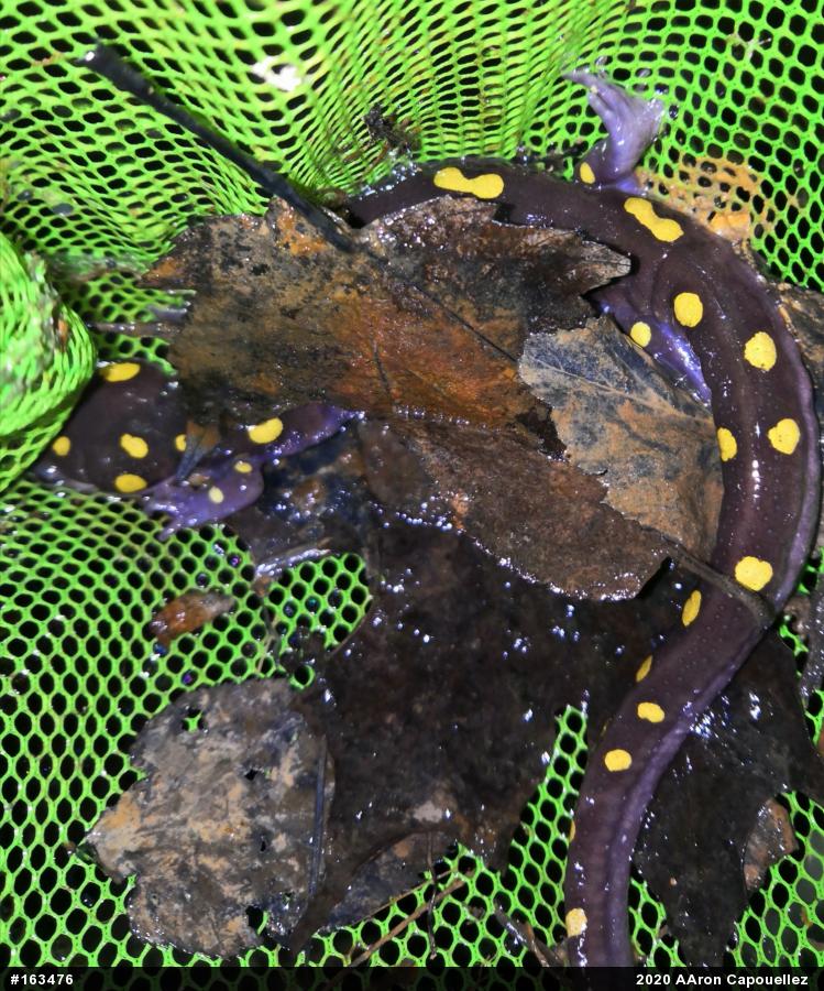 Spotted Salamander