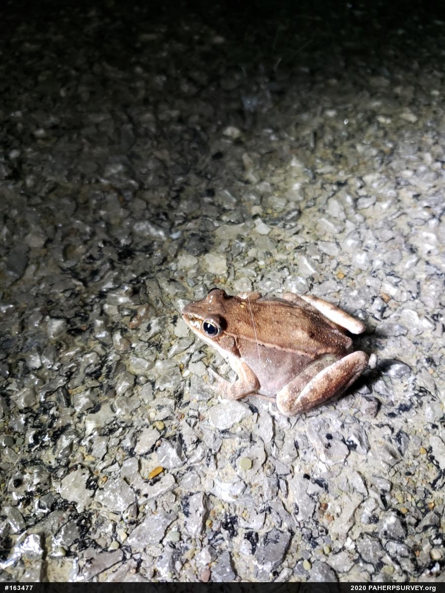 Wood Frog