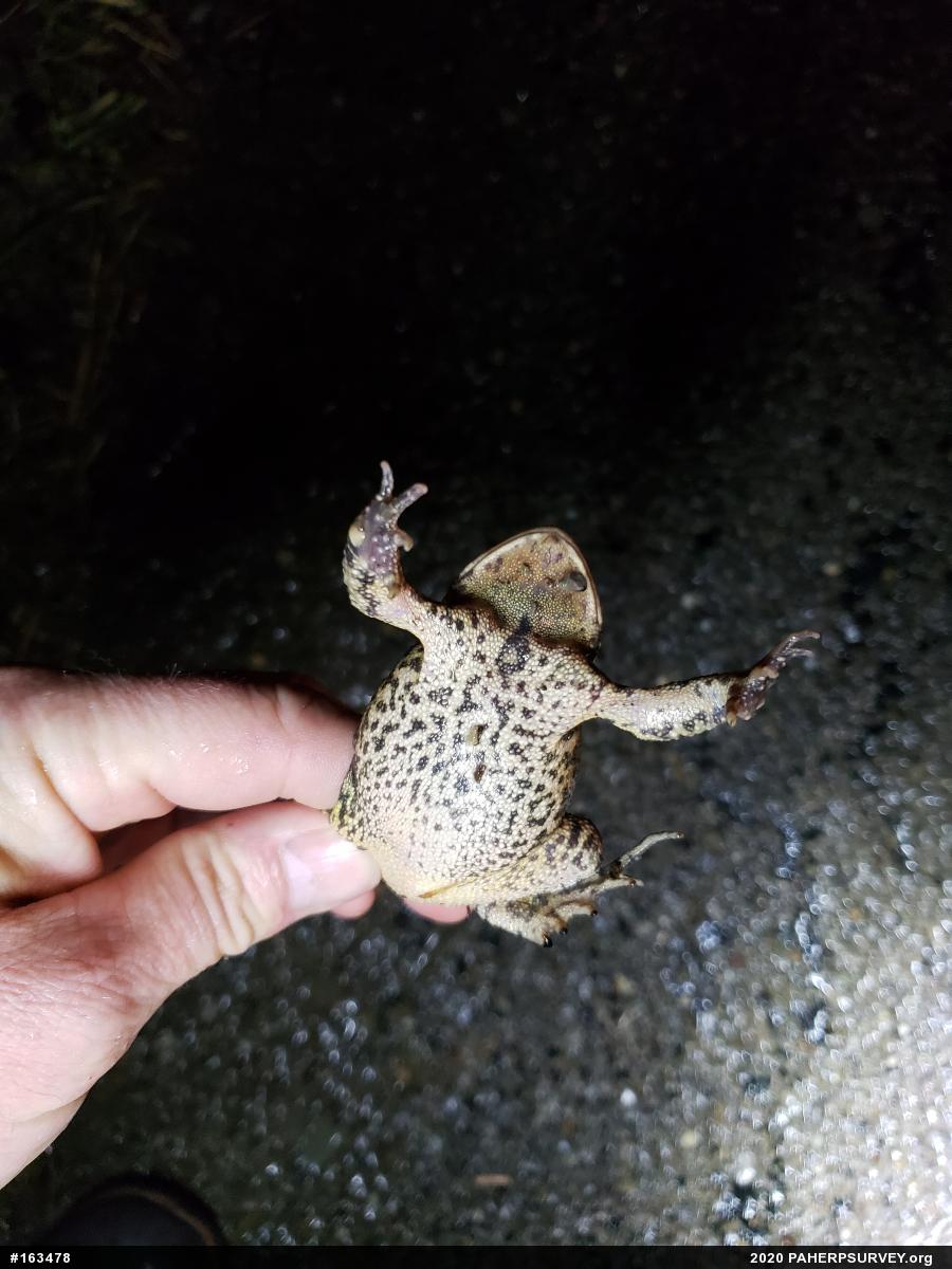 Eastern American Toad