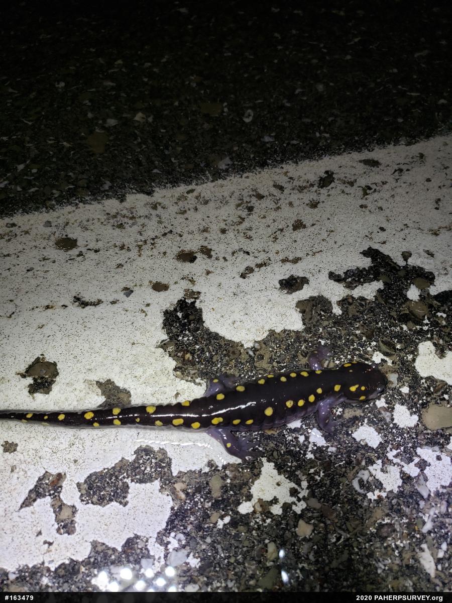 Spotted Salamander