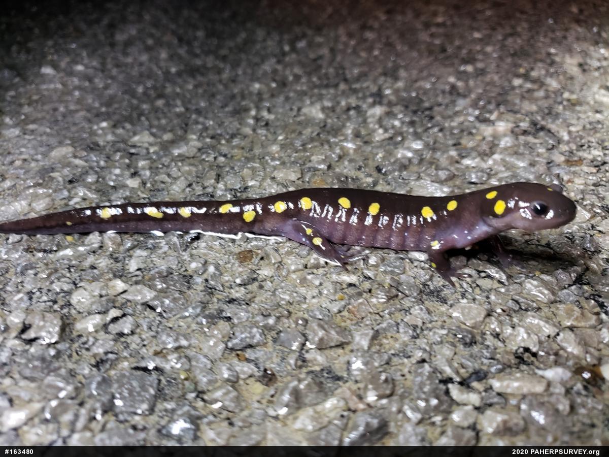 Spotted Salamander