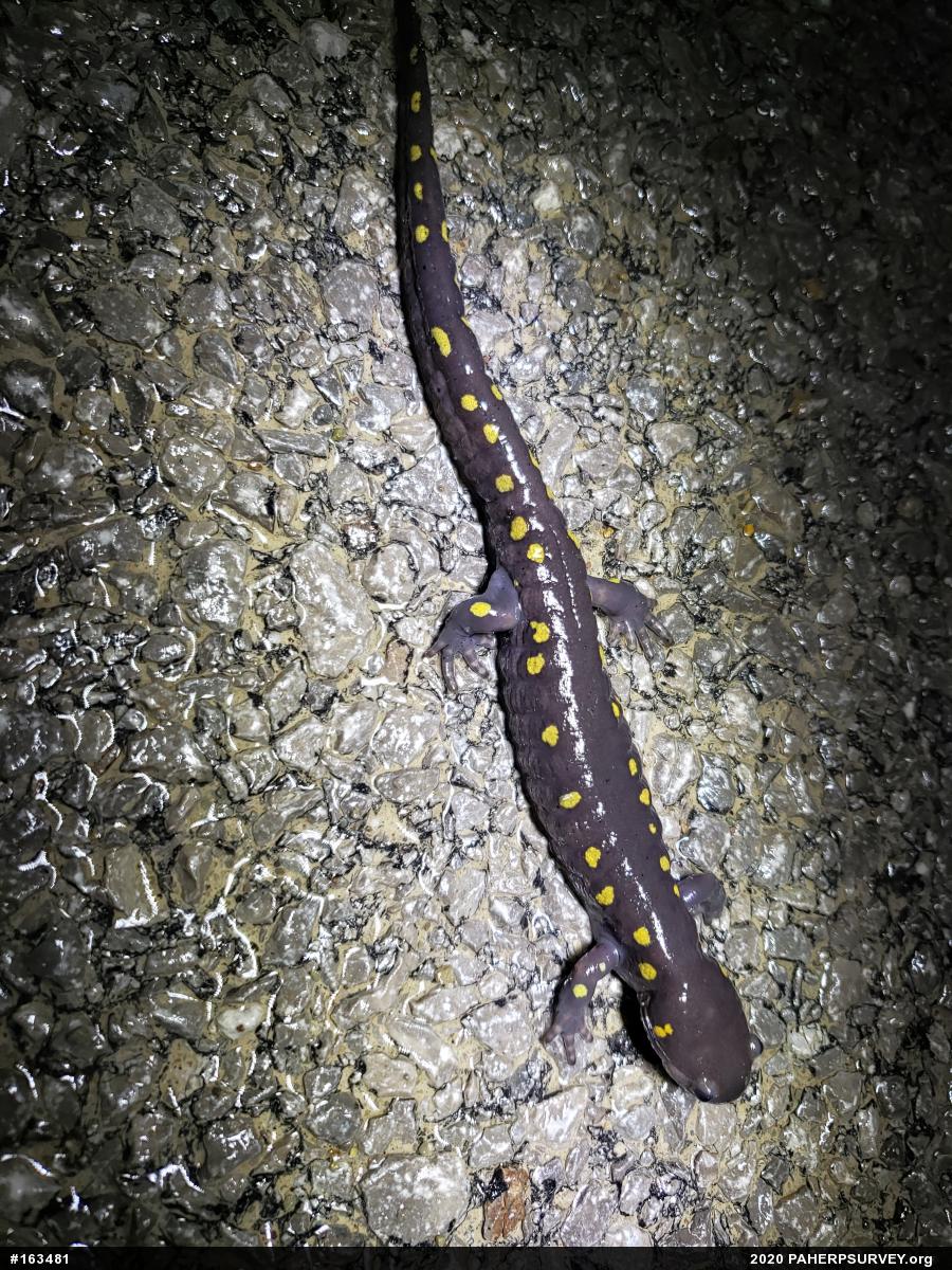 Spotted Salamander