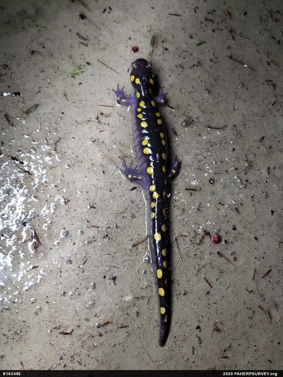 Spotted Salamander