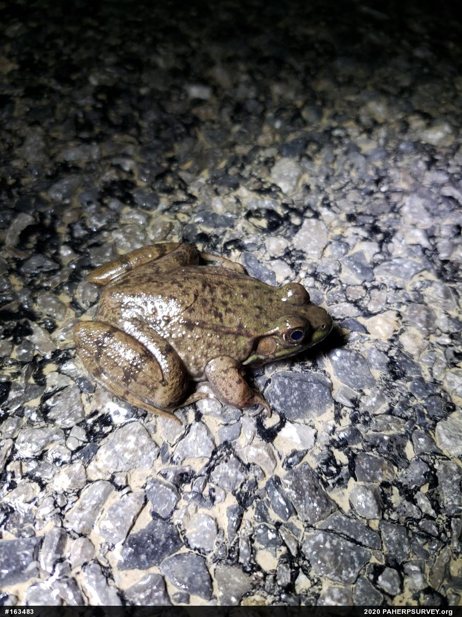 Green Frog