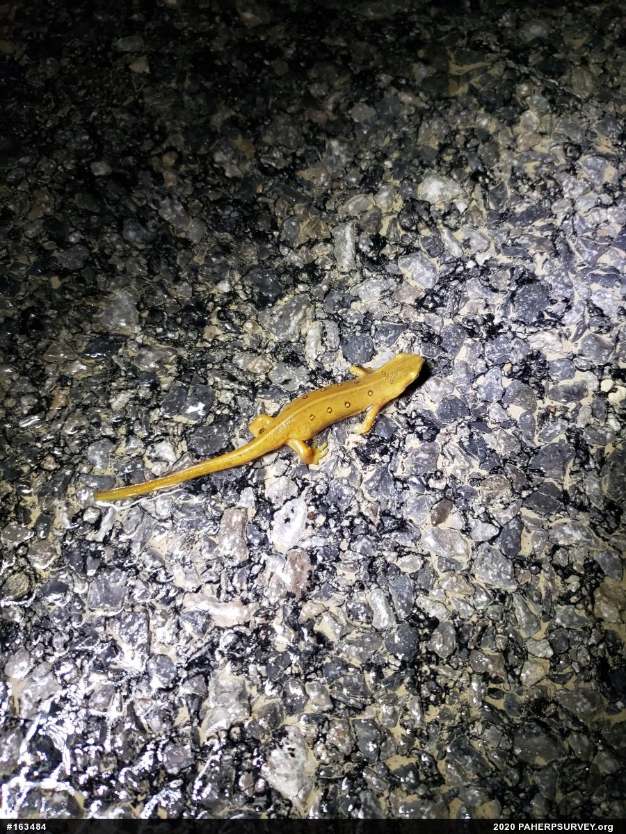 Red-spotted Newt