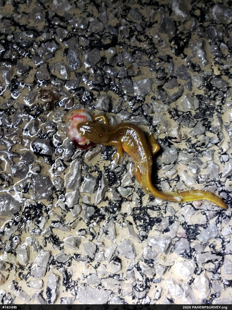Red-spotted Newt
