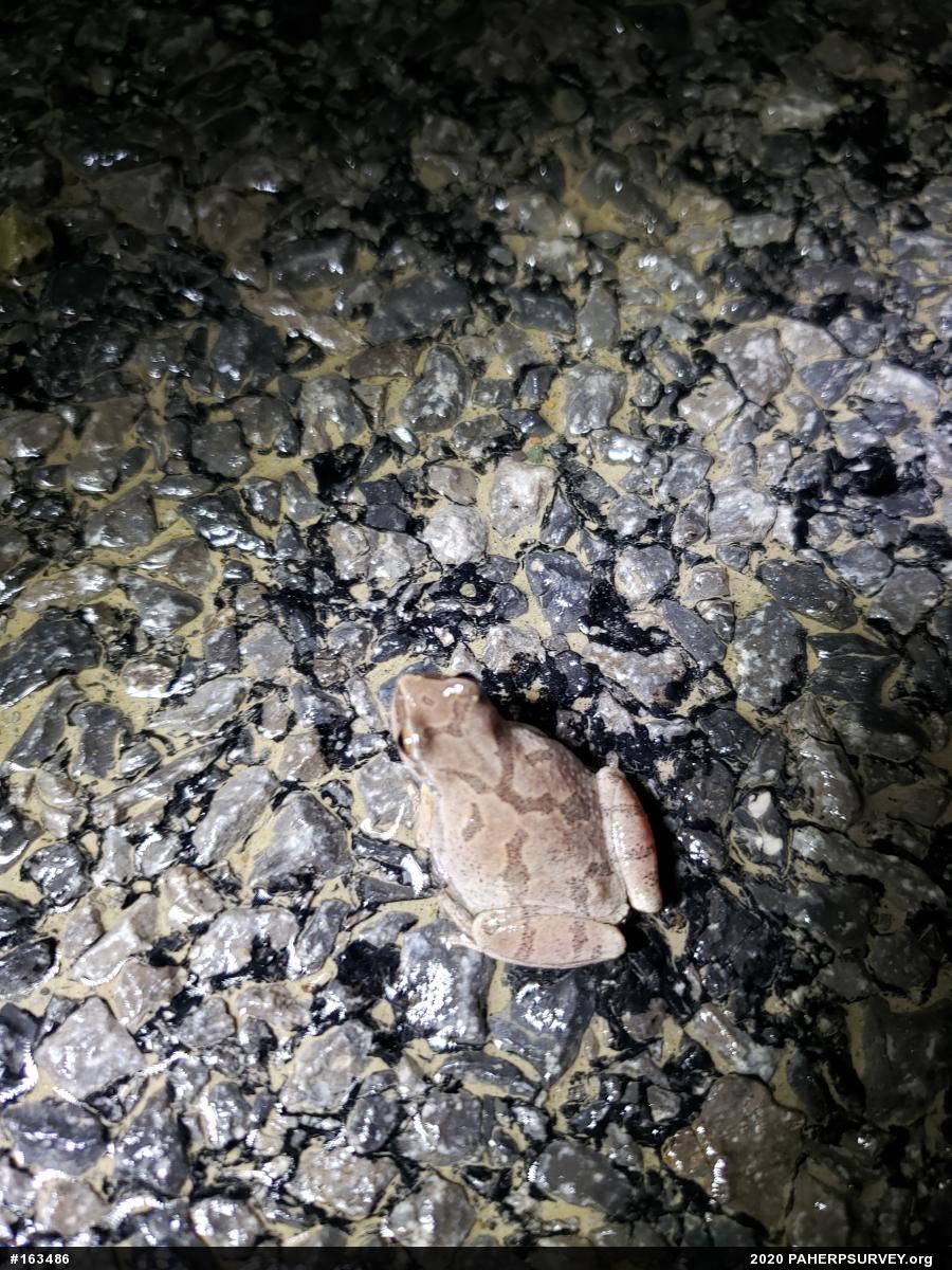 Spring Peeper