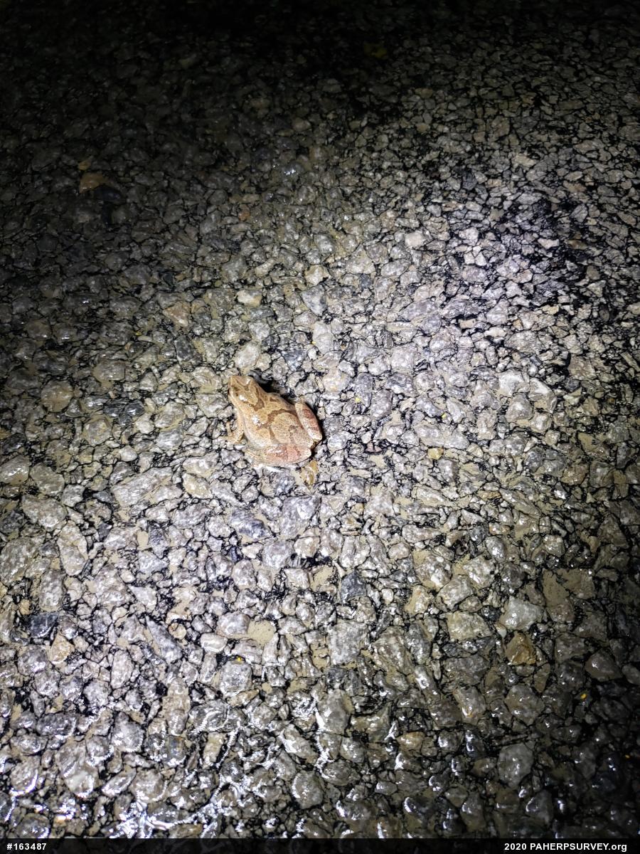 Spring Peeper
