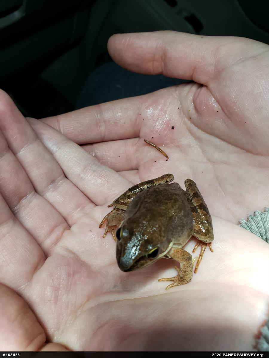 Wood Frog