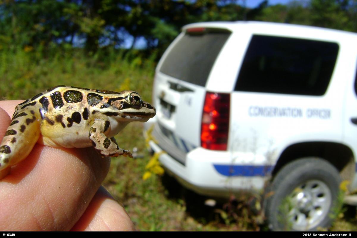 Pickerel Frog
