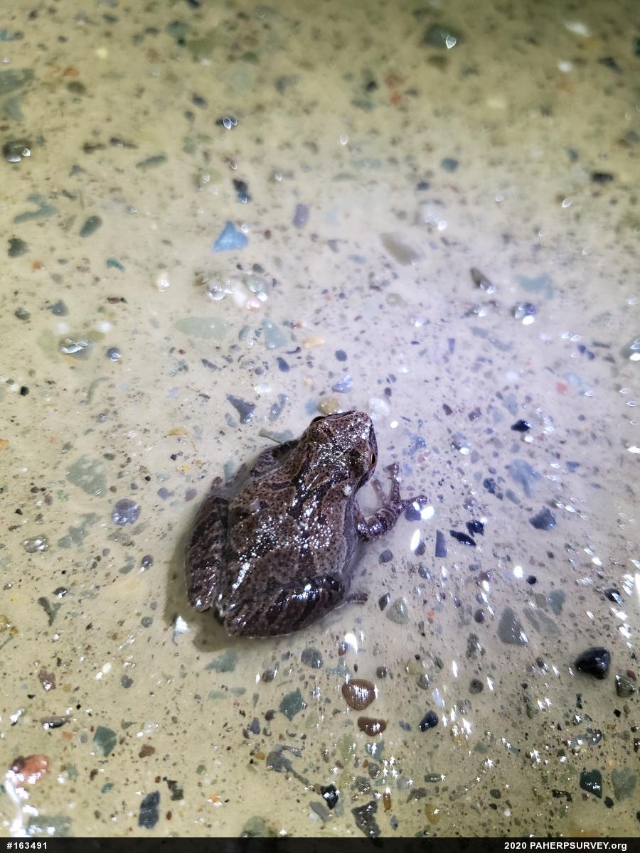 Spring Peeper