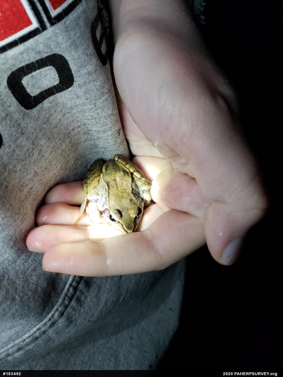 Wood Frog