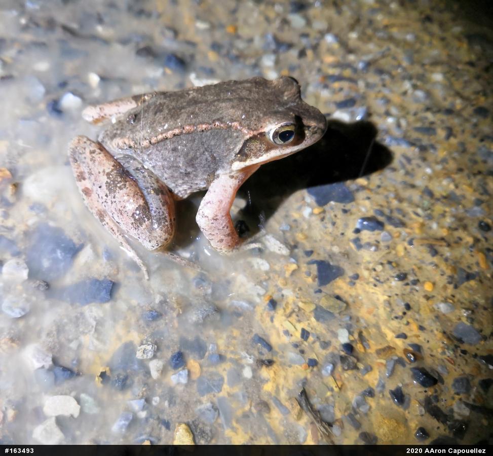 Wood Frog