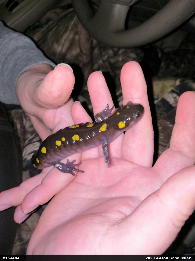 Spotted Salamander