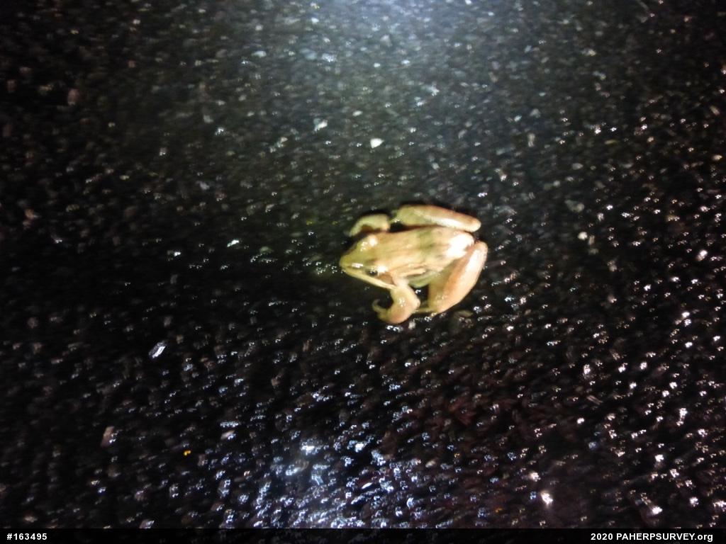 Wood Frog