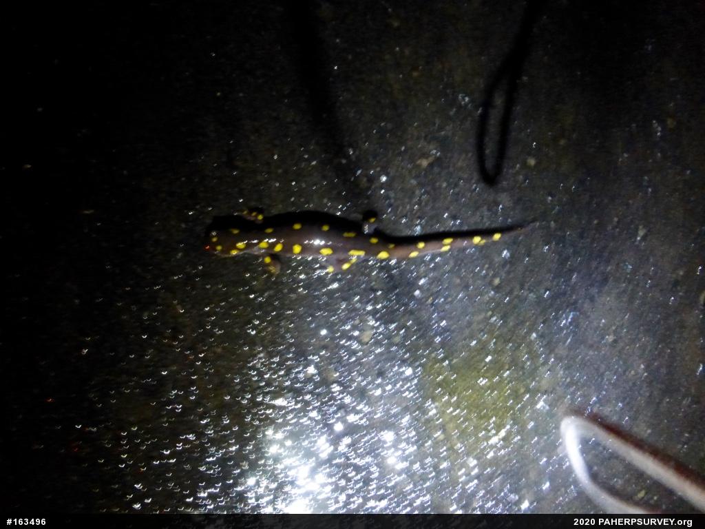 Spotted Salamander