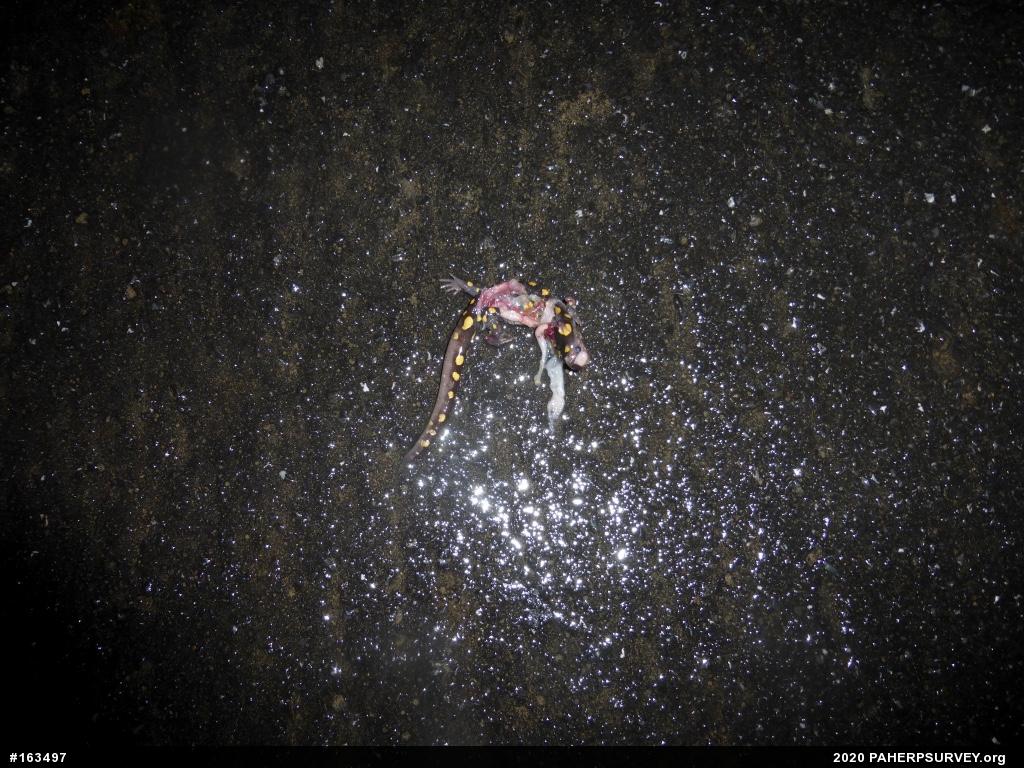Spotted Salamander