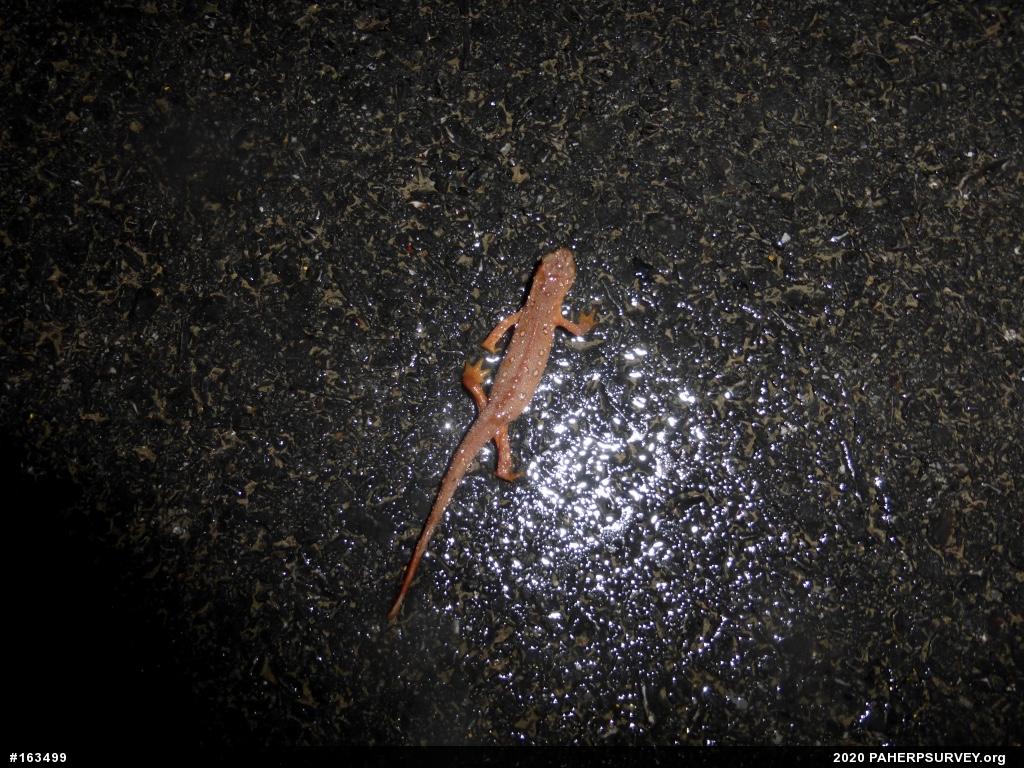 Red-spotted Newt