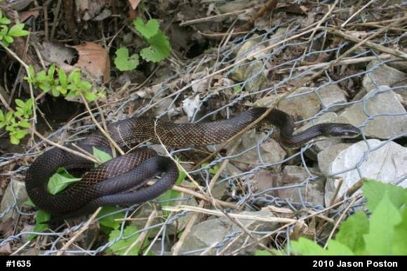 Eastern Ratsnake