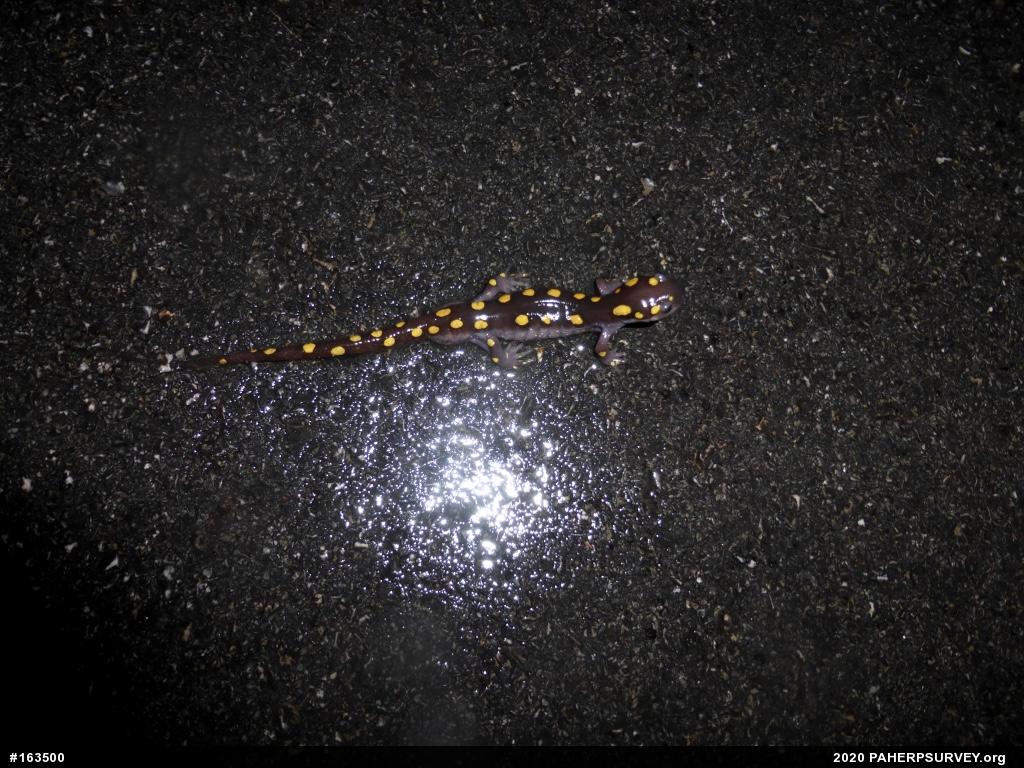 Spotted Salamander