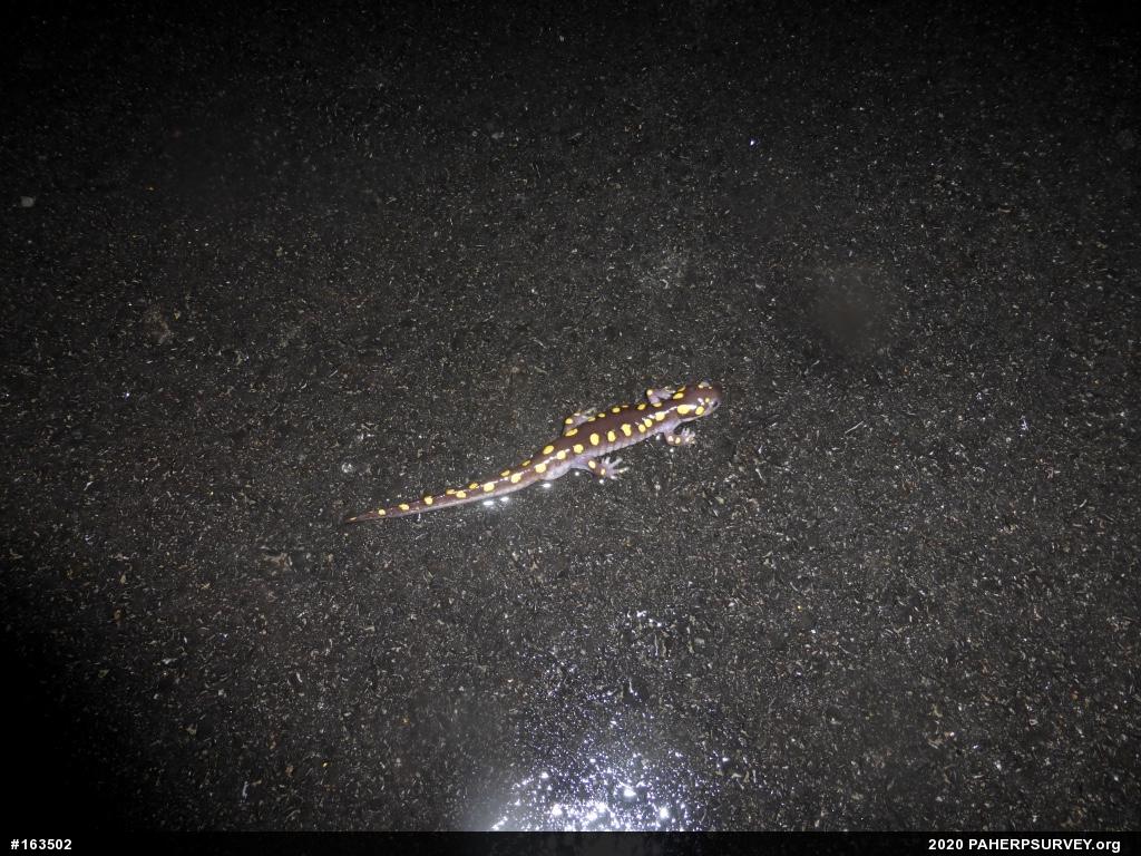 Spotted Salamander
