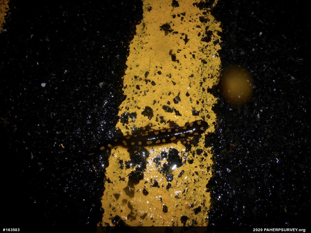 Spotted Salamander
