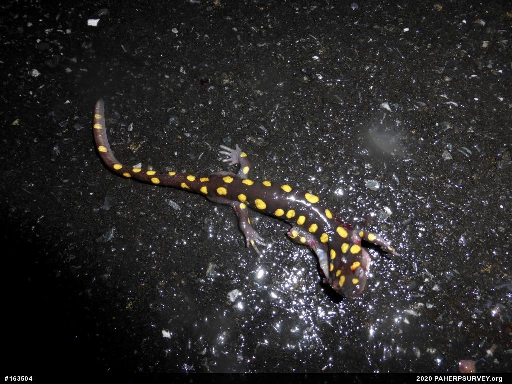 Spotted Salamander