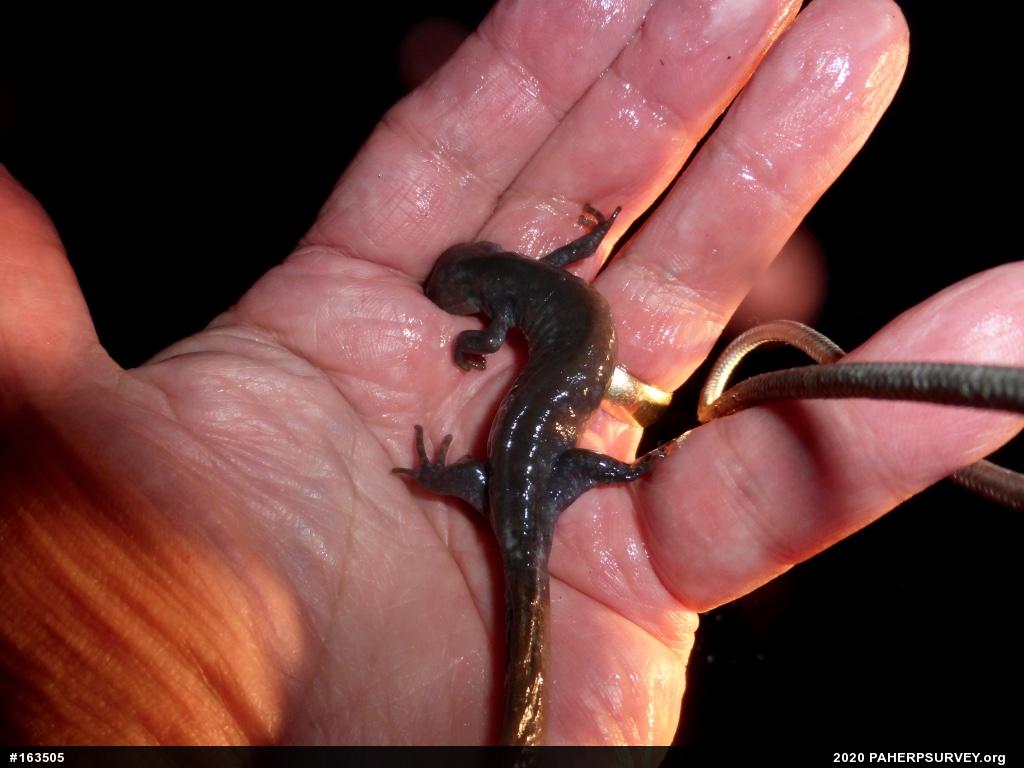 Jefferson Salamander