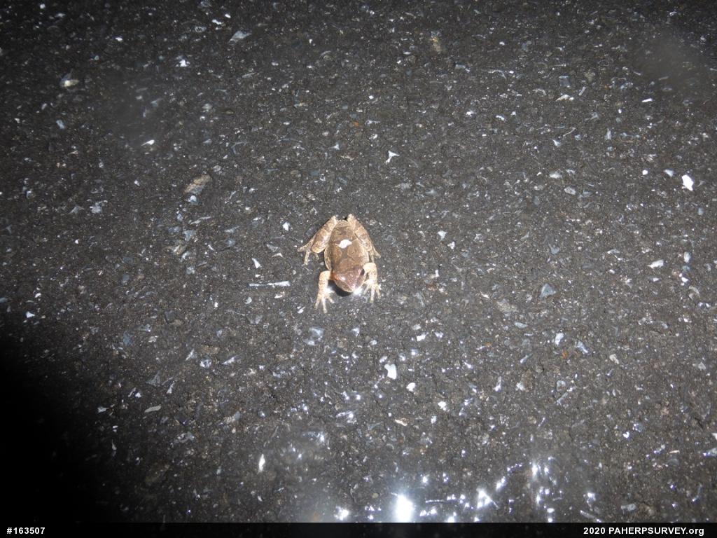 Spring Peeper