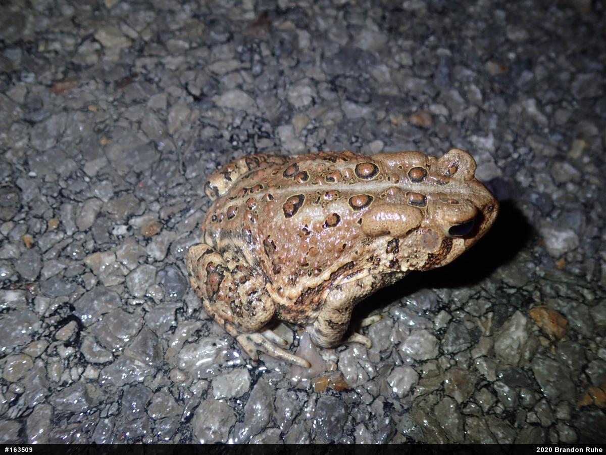 Eastern American Toad
