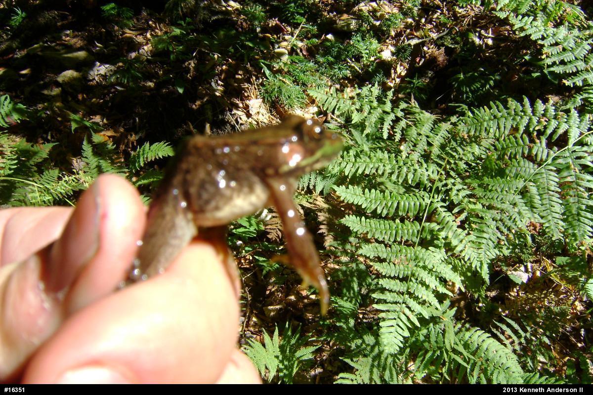 Green Frog