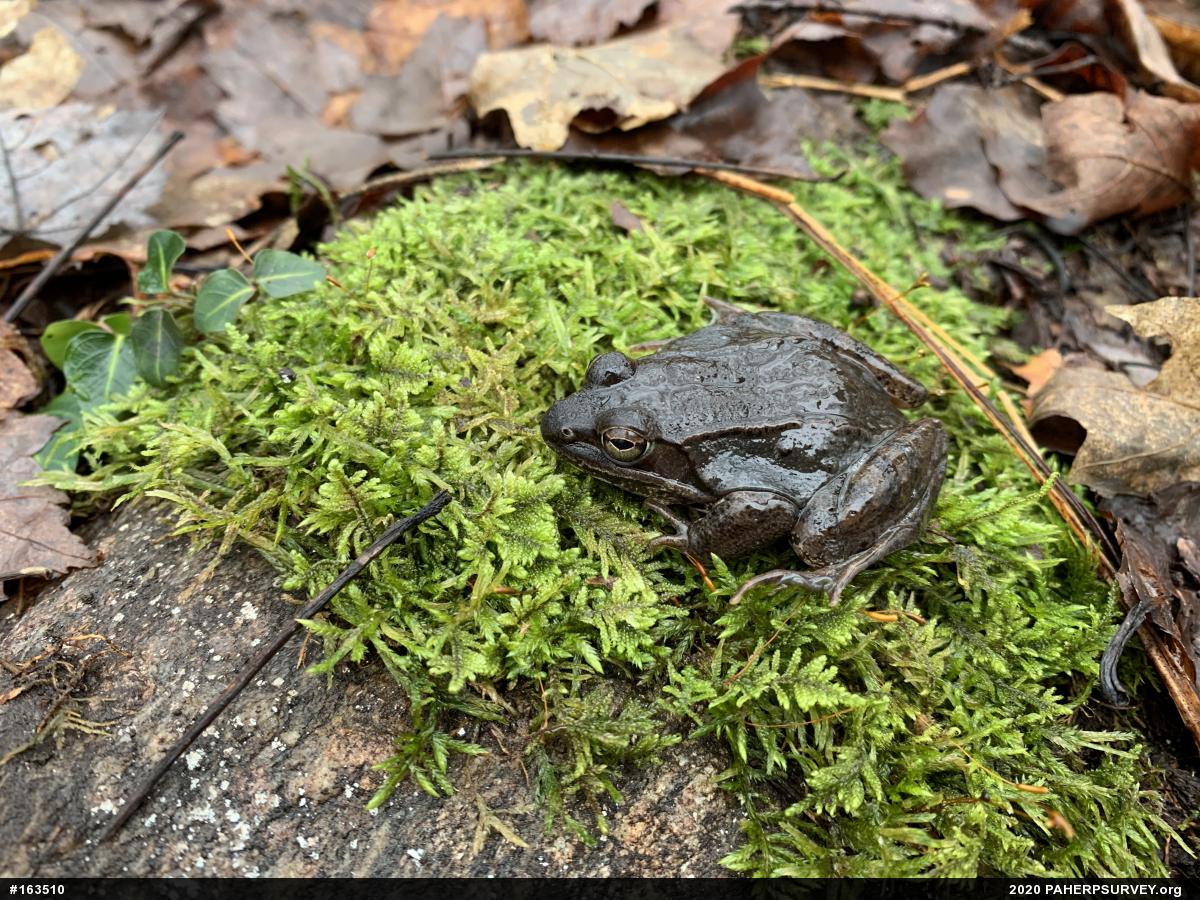 Wood Frog