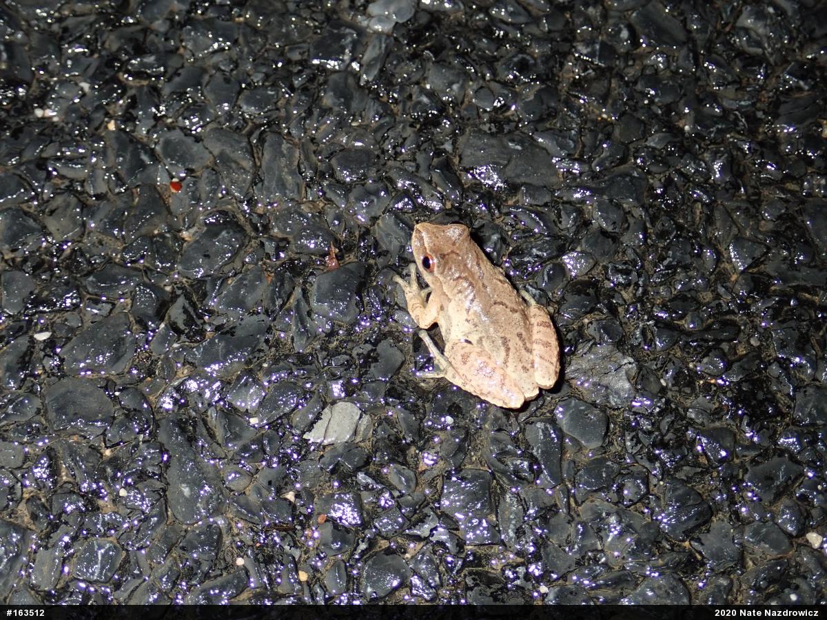 Spring Peeper