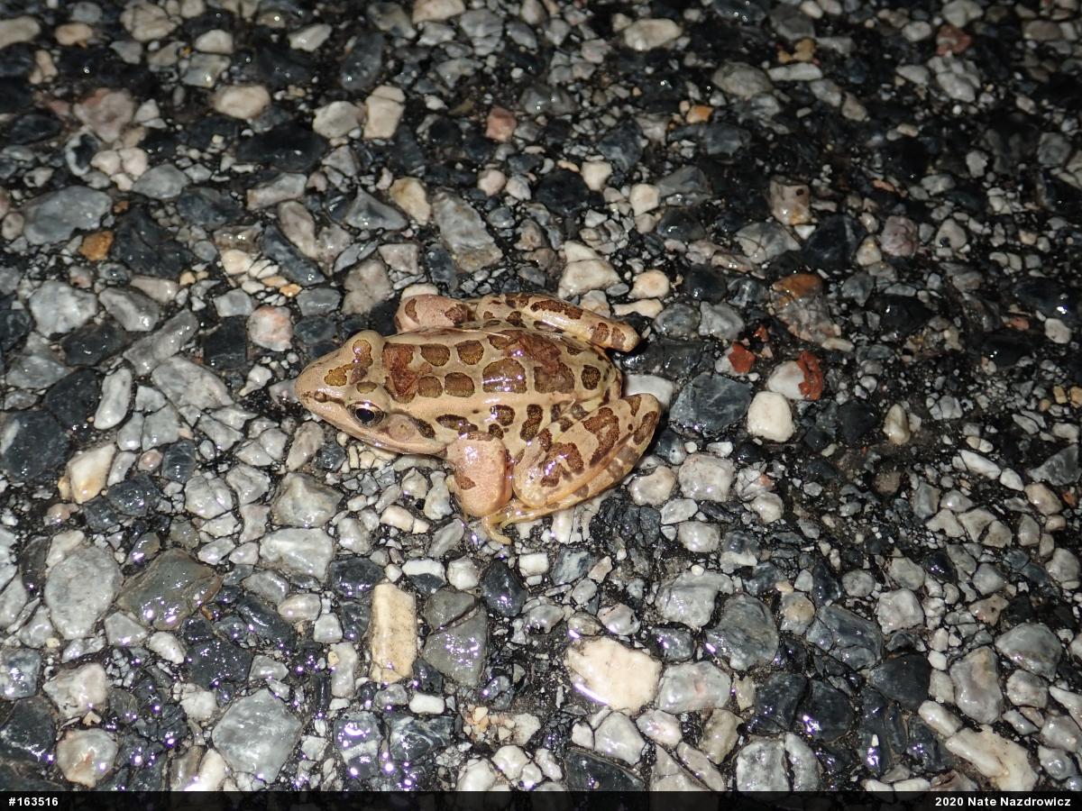 Pickerel Frog