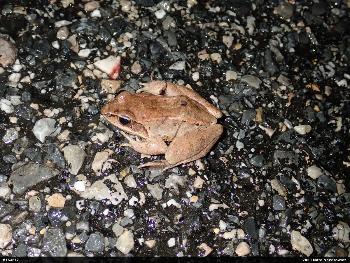 Wood Frog