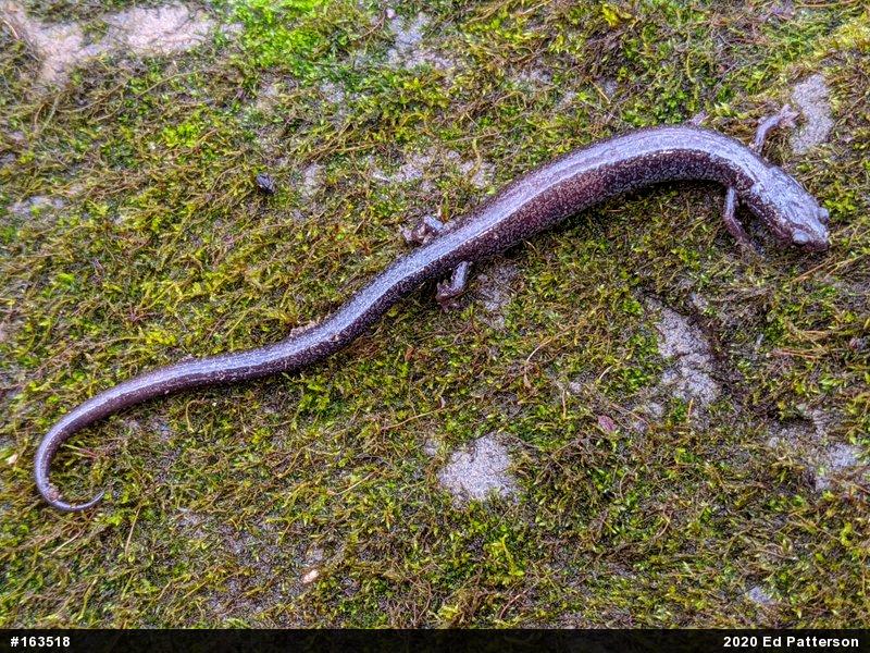 Valley And Ridge Salamander