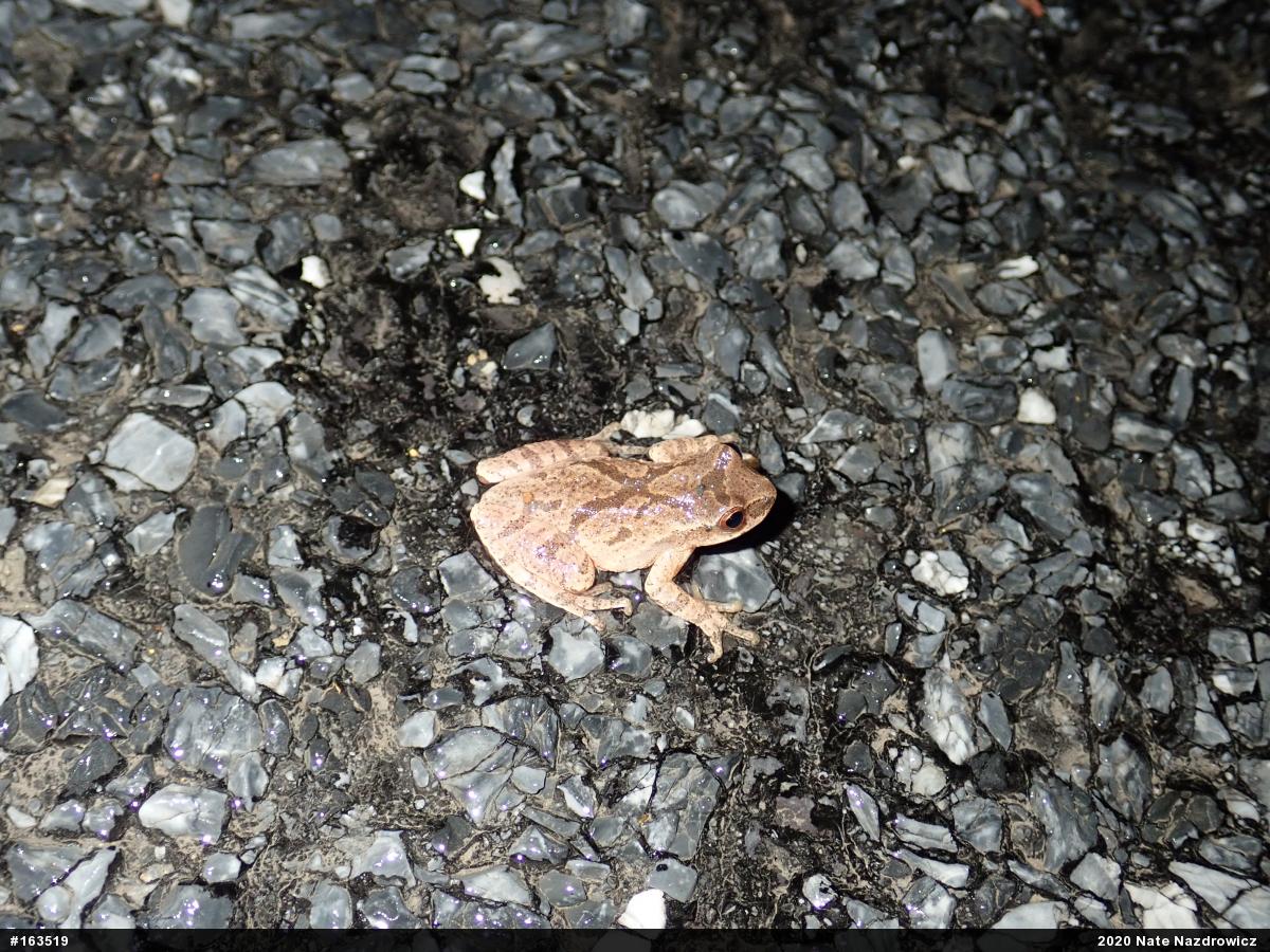 Spring Peeper