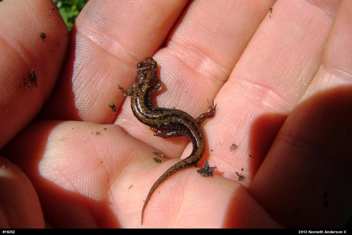 Allegheny Mountain Dusky Salamander