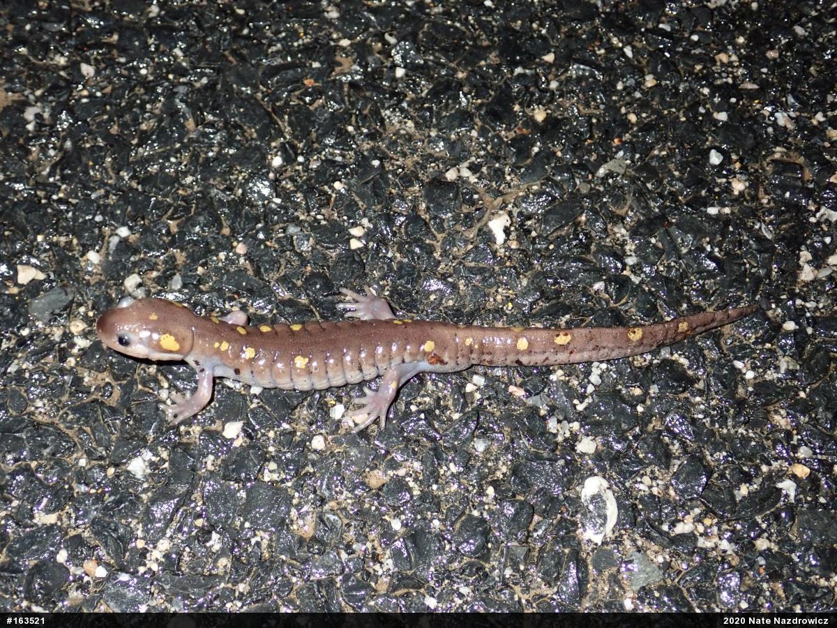 Spotted Salamander