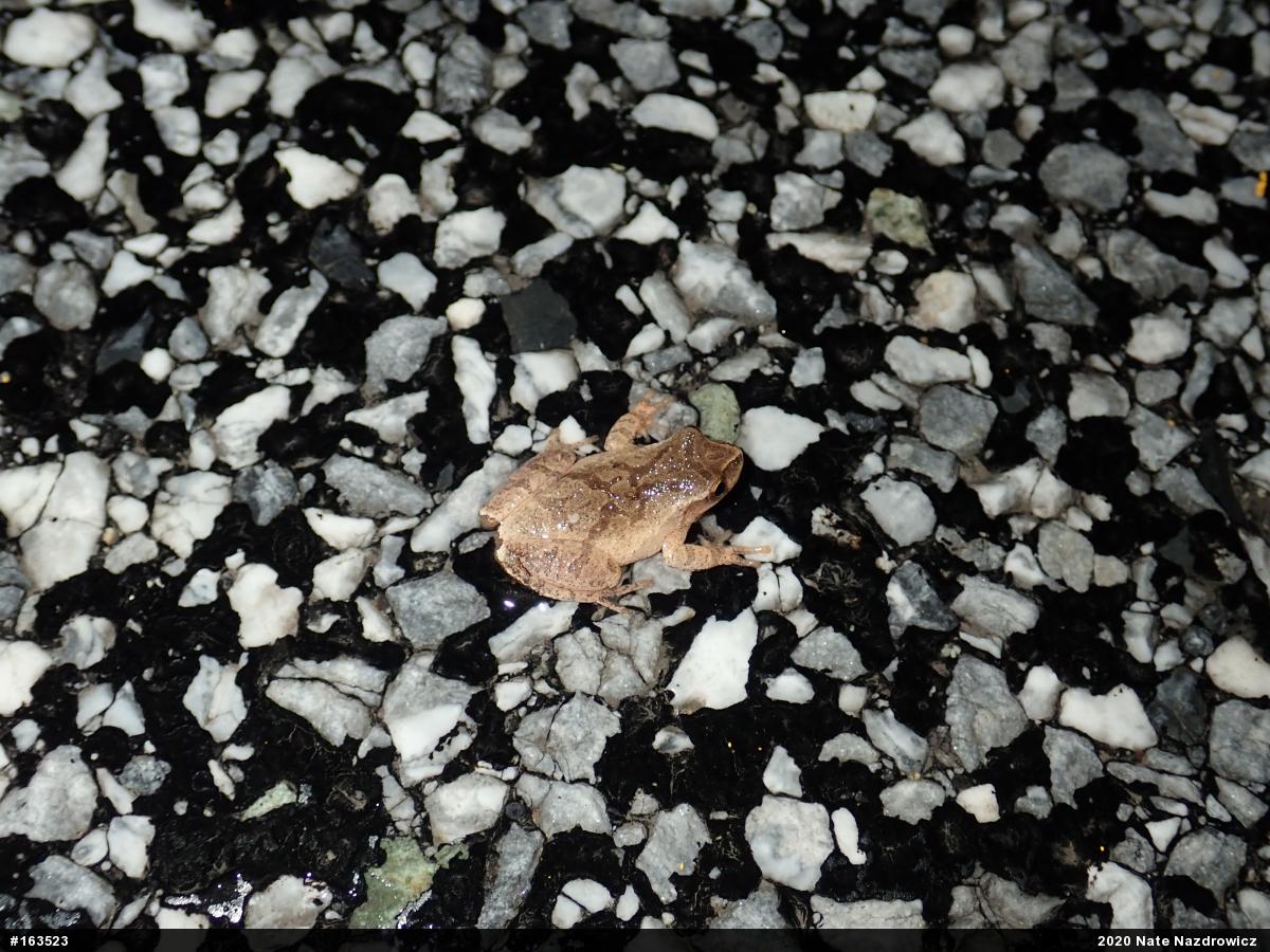 Spring Peeper