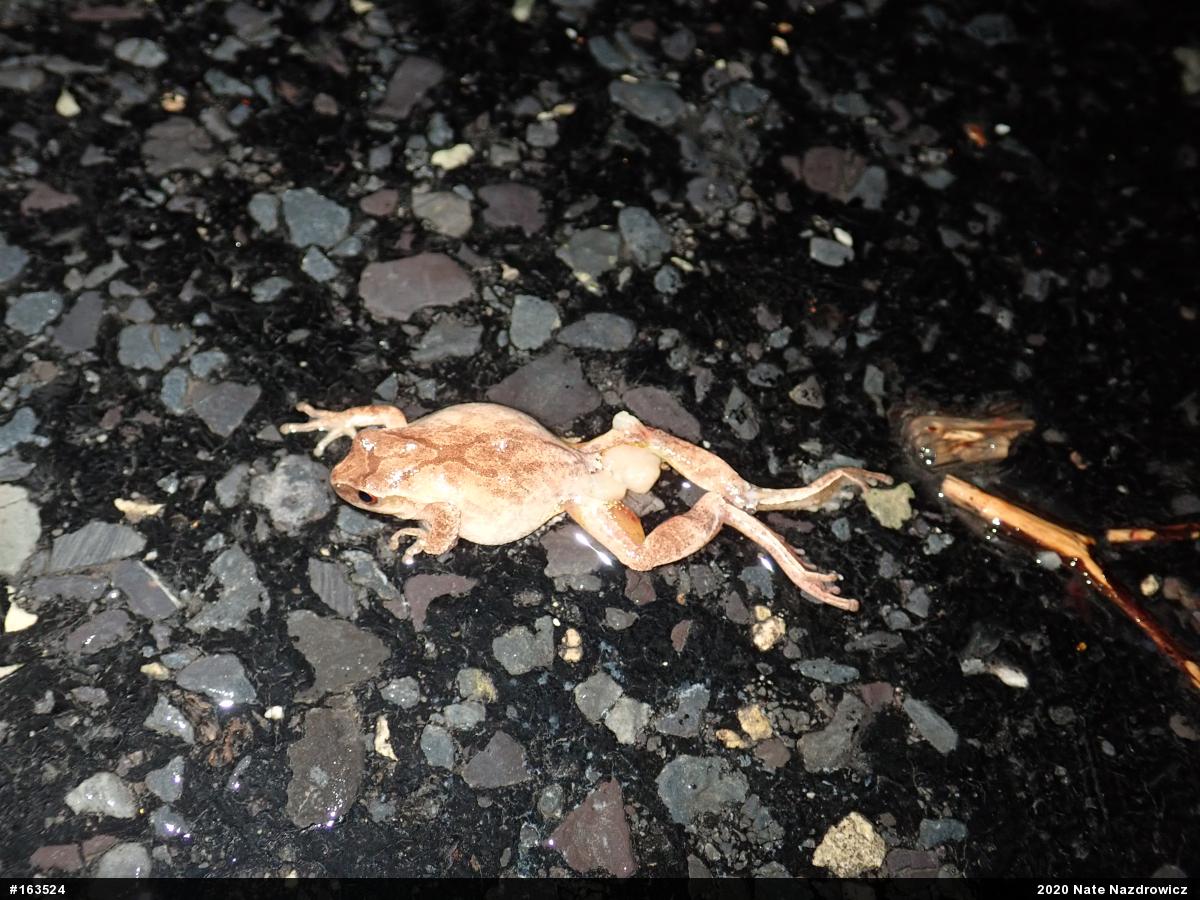 Spring Peeper