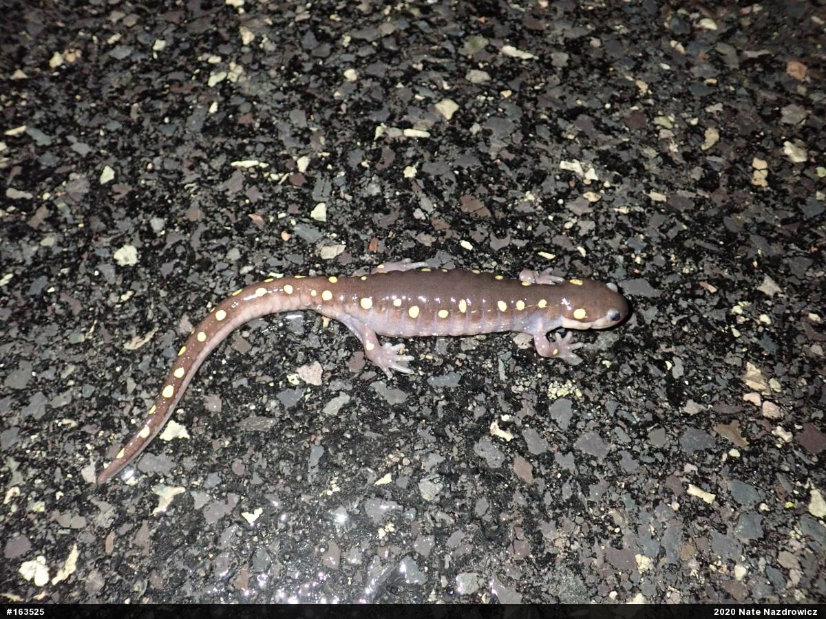 Spotted Salamander