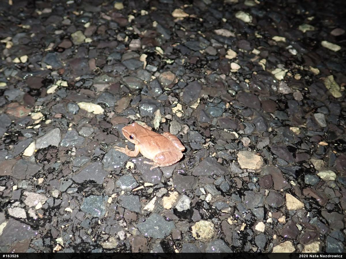 Spring Peeper