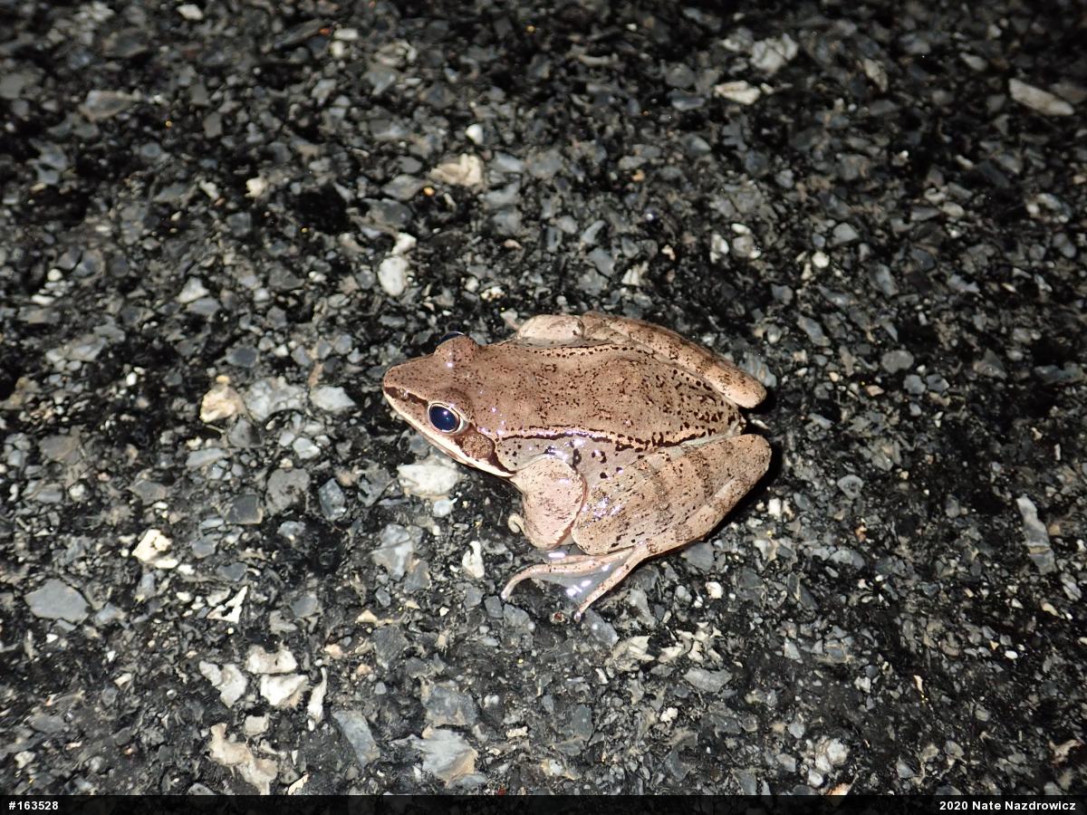 Wood Frog