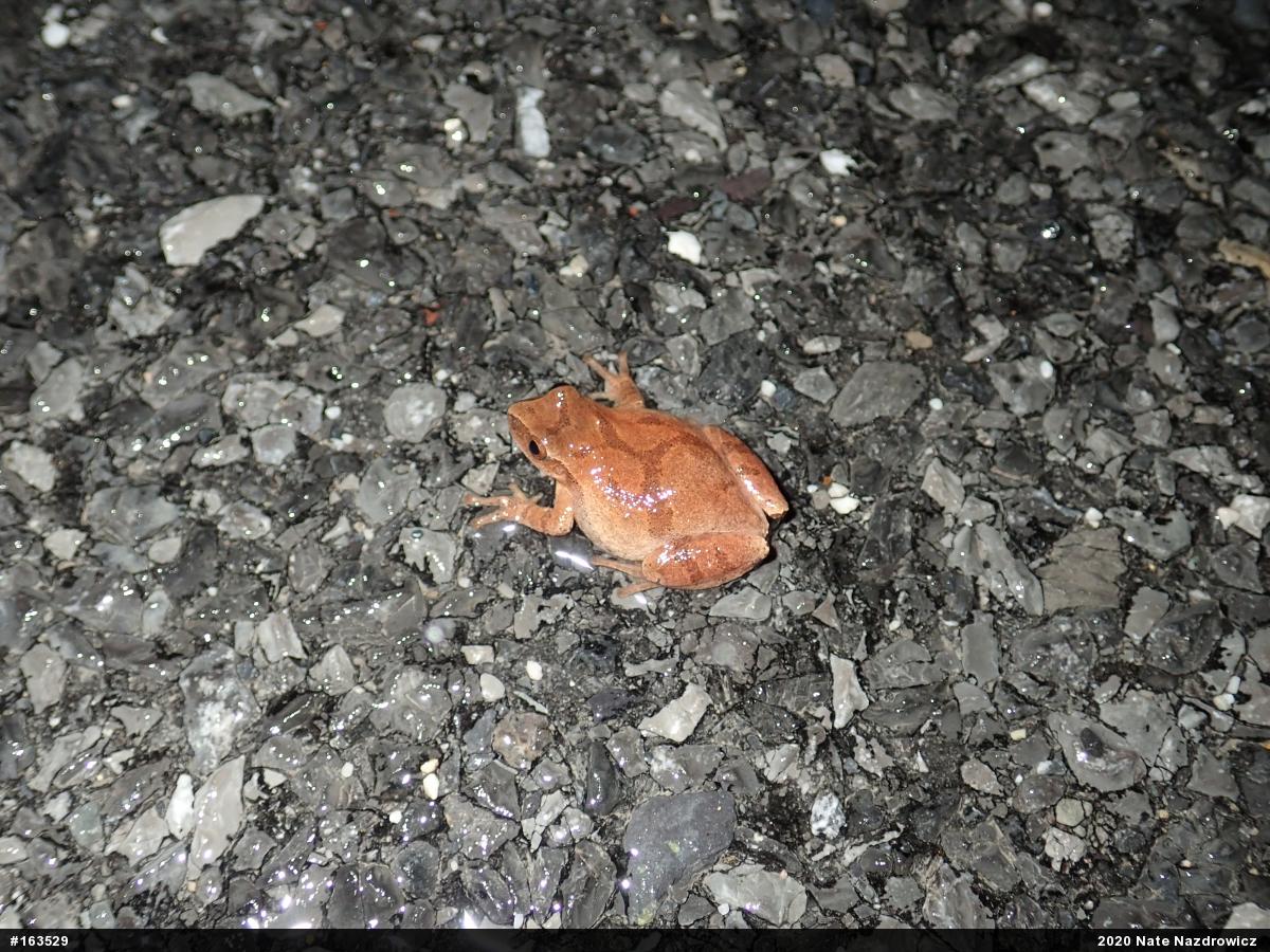 Spring Peeper