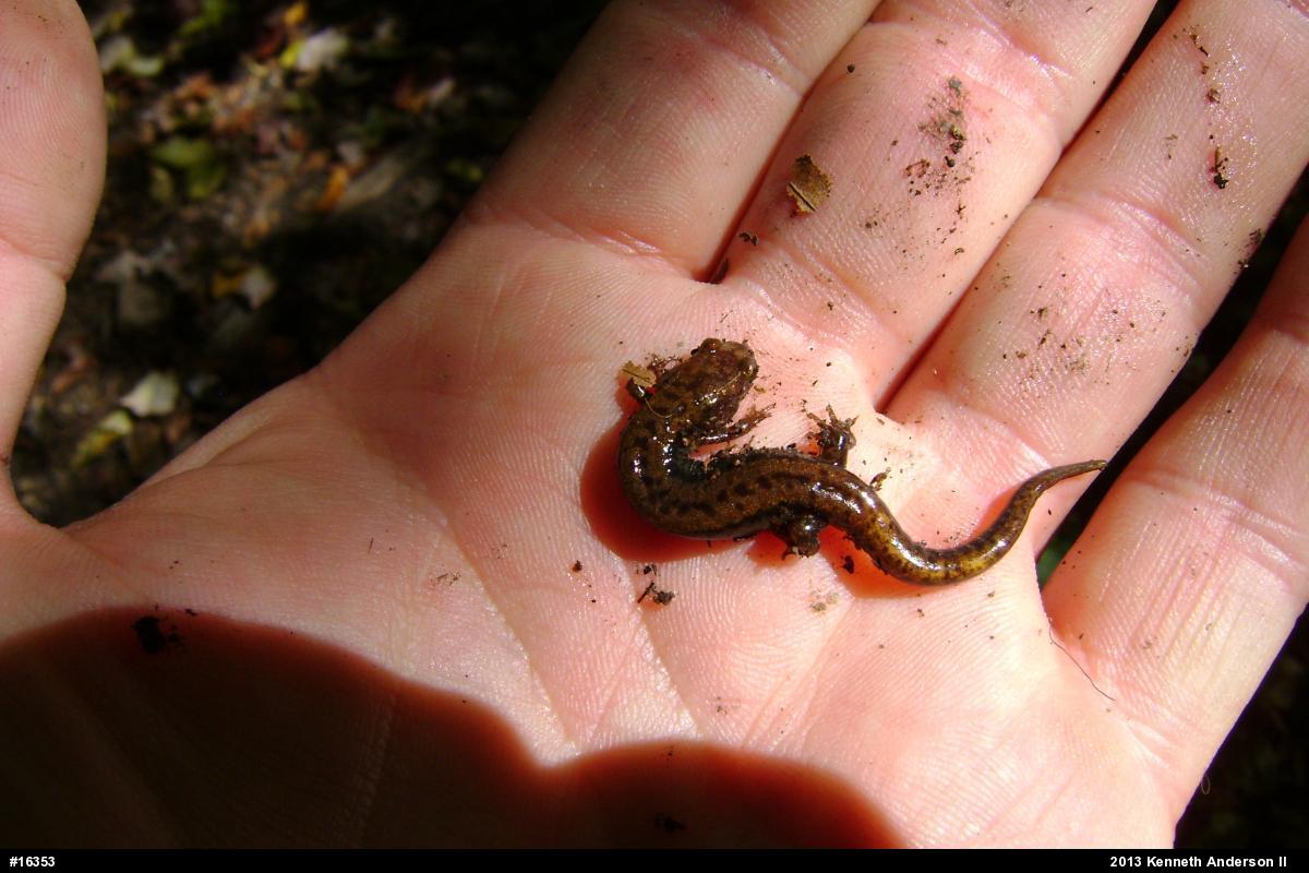 Allegheny Mountain Dusky Salamander