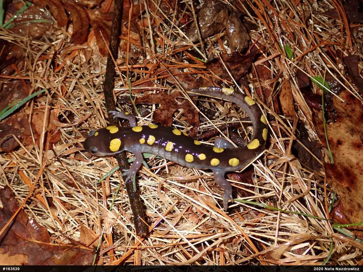 Spotted Salamander