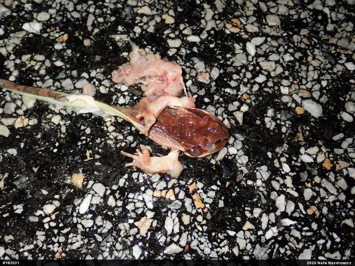 Wood Frog